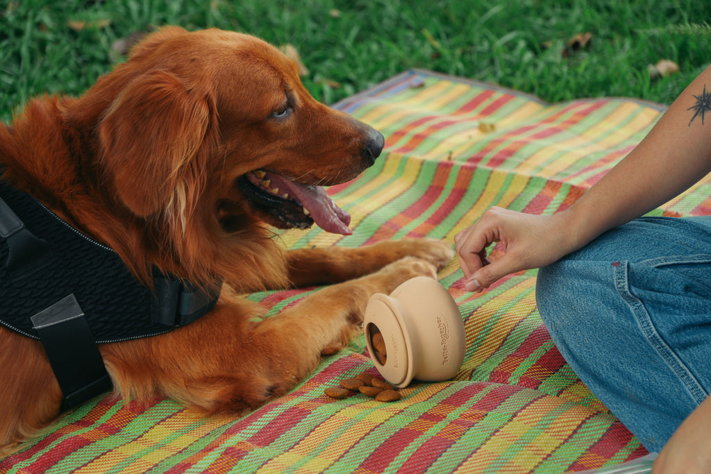 Palayok Treat Dispensing Toy