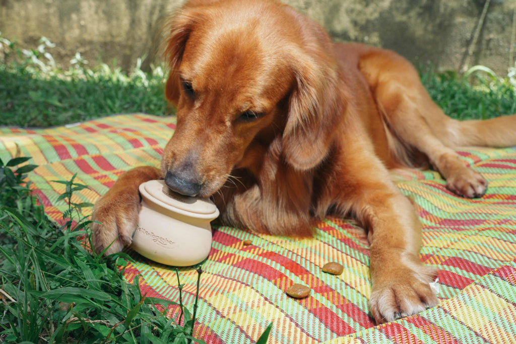 Palayok Treat Dispensing Toy