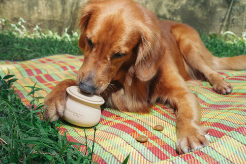 Palayok Treat Dispensing Toy